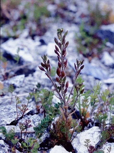 Draba incana 10