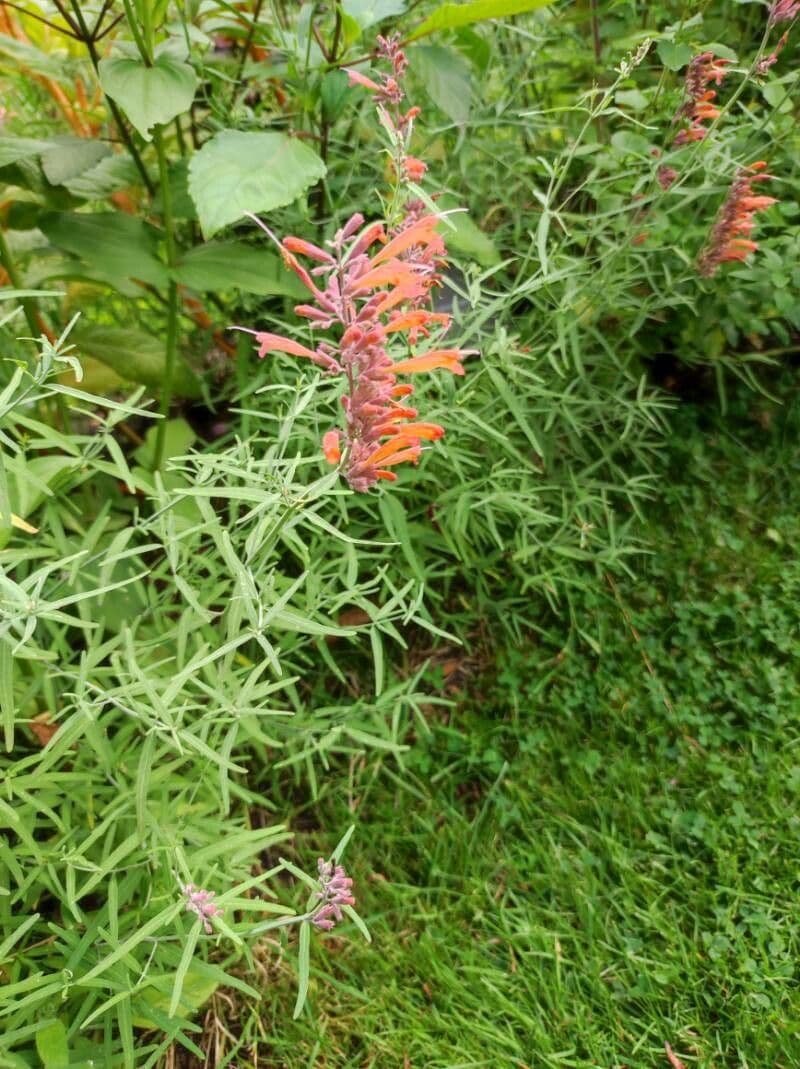 Agastache