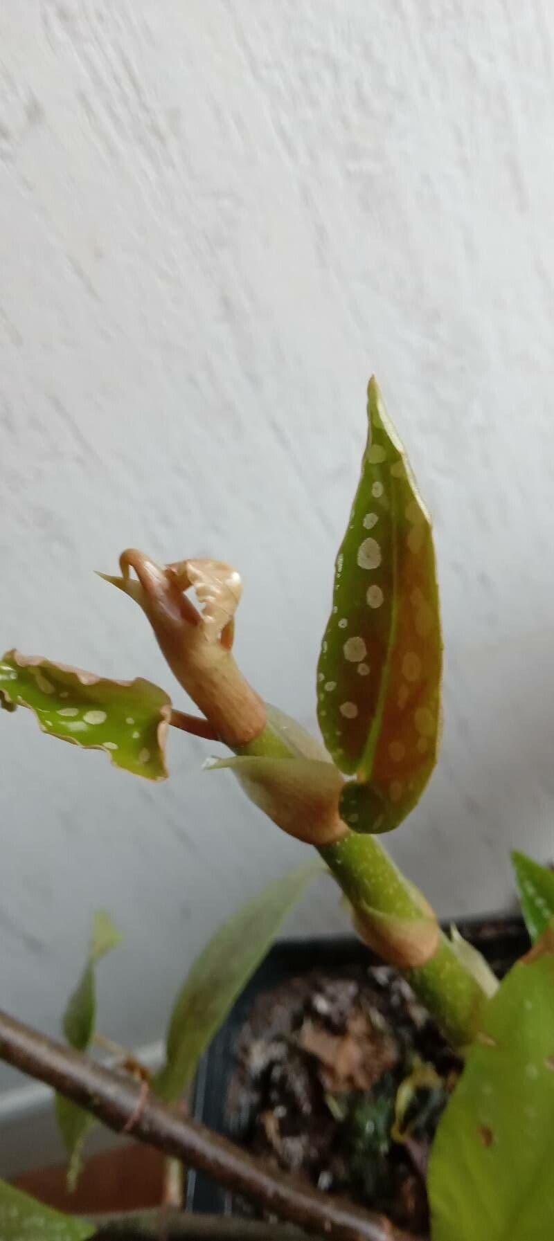 Begonia 30