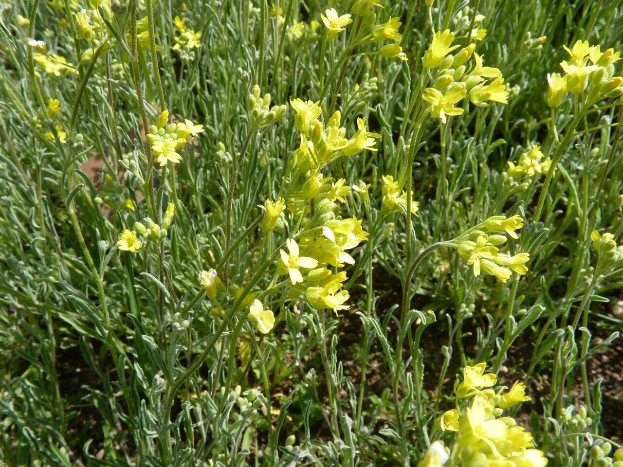 Aurinia 14