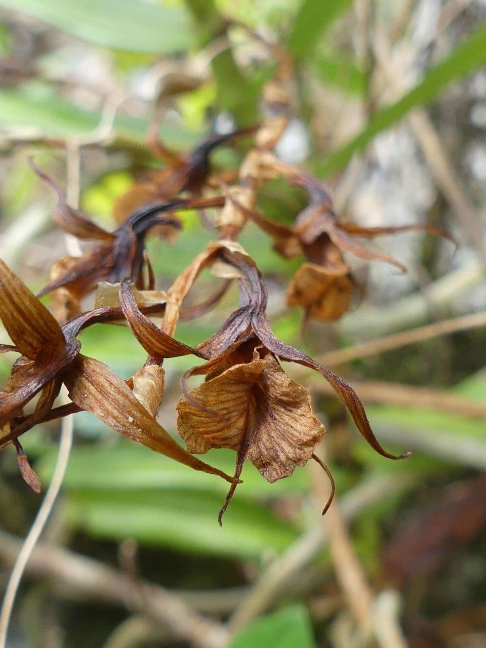 Oeoniella 4