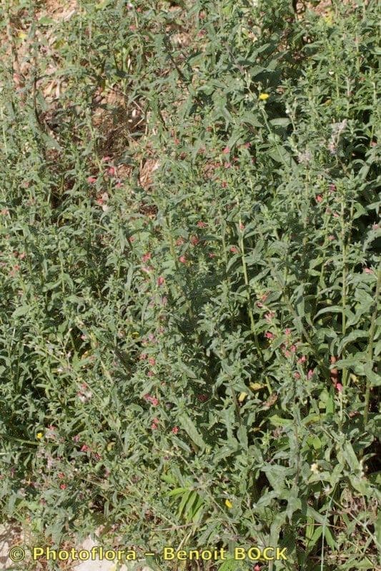 Echium rosulatum 7