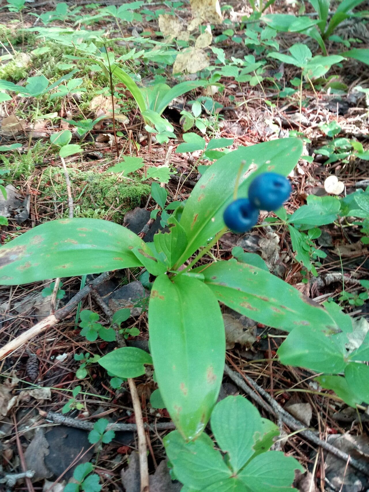 Clintonia boreale 16
