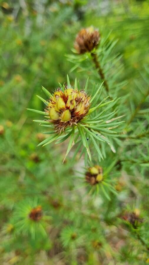 Pultenaea 3