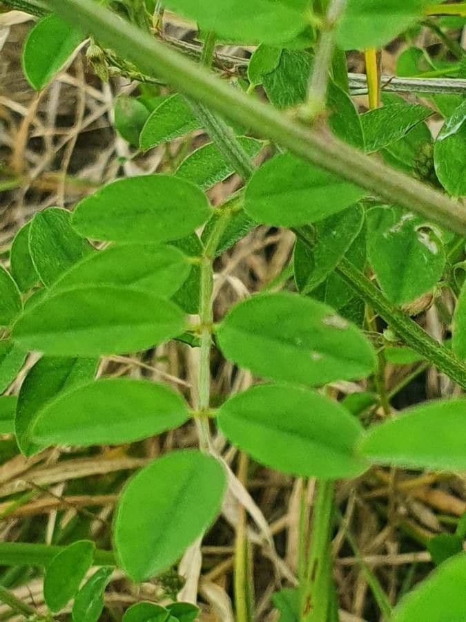 Indigofera 4