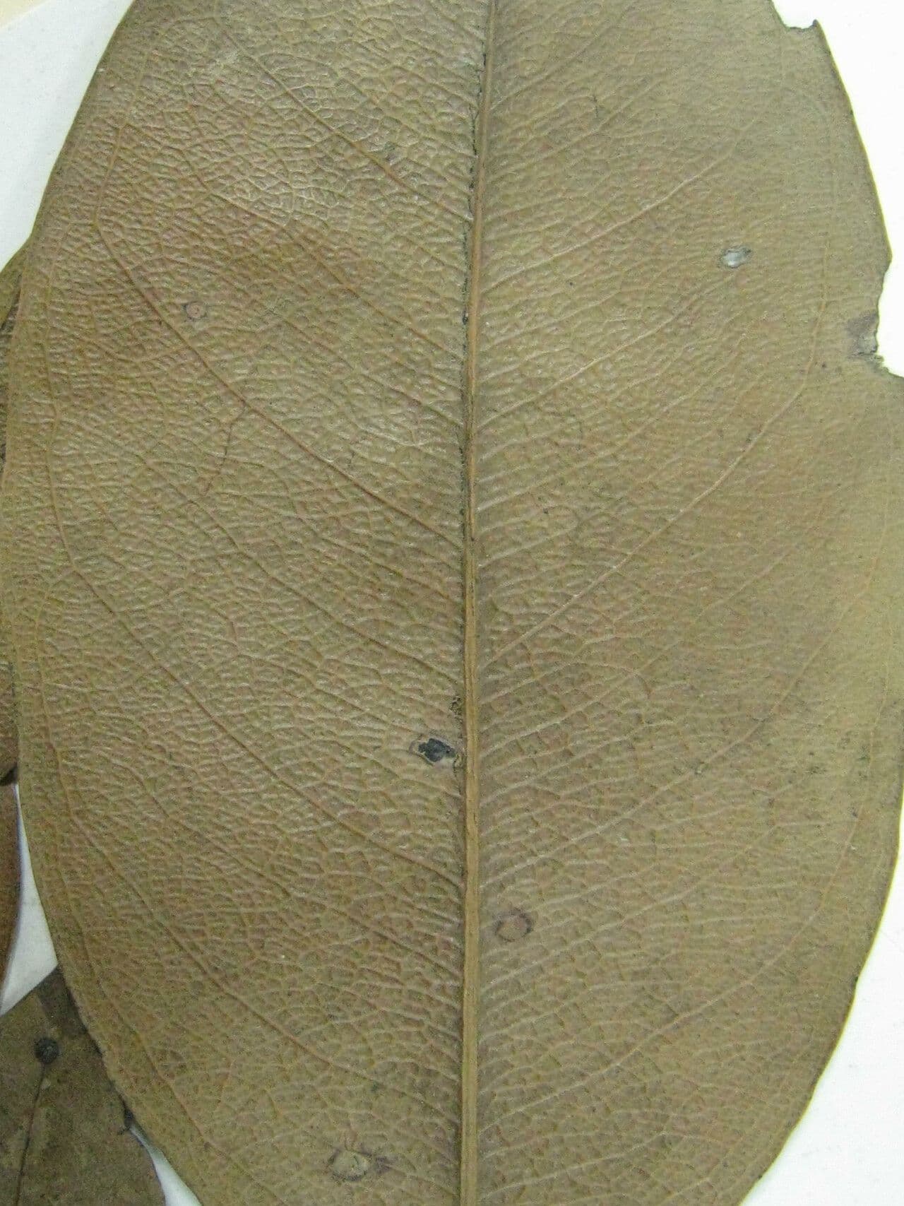 Eschweilera collinare 7