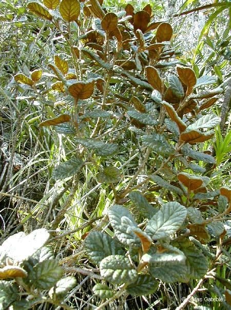 Cunonia 6