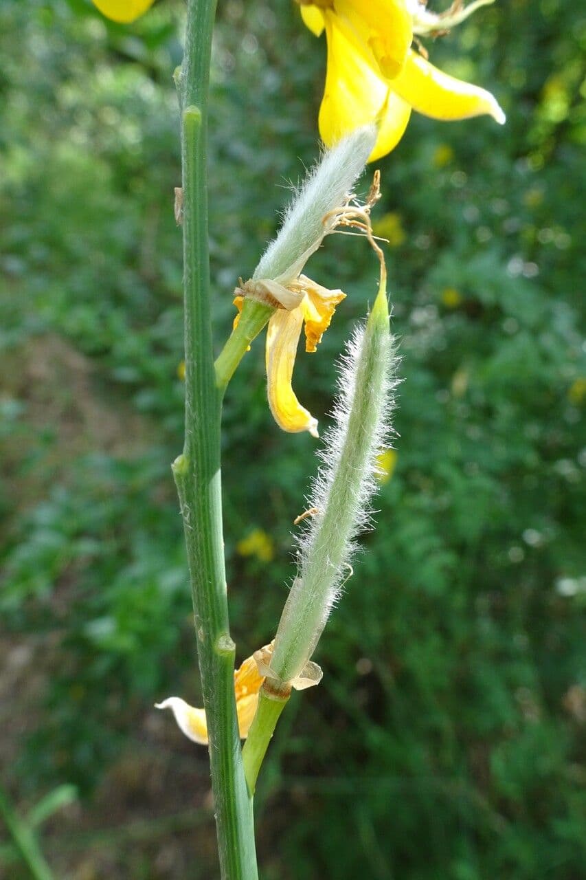 Ginestra odorosa