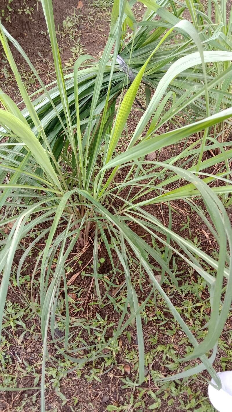 Citronella 9
