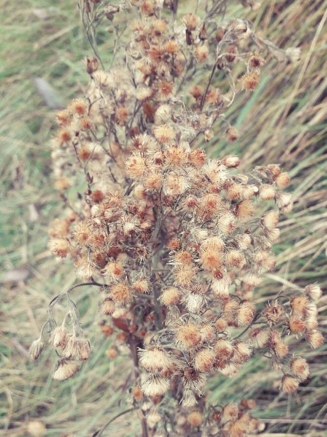 Coniza 4