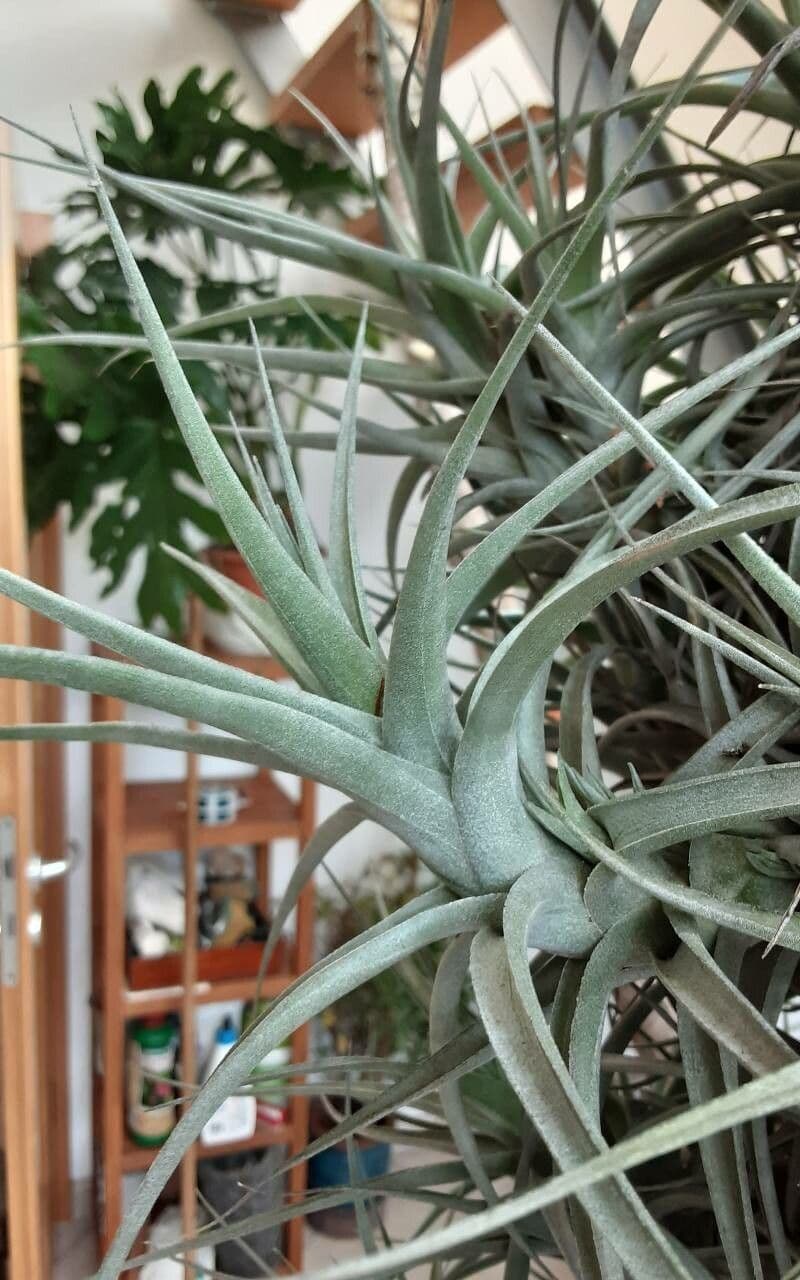 Tillandsia 6