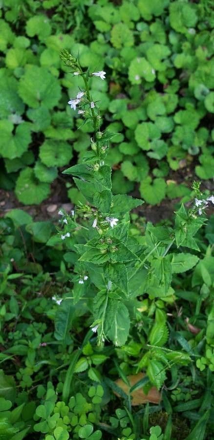 Lobelia 16