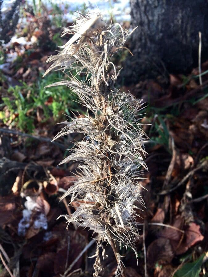 Echium