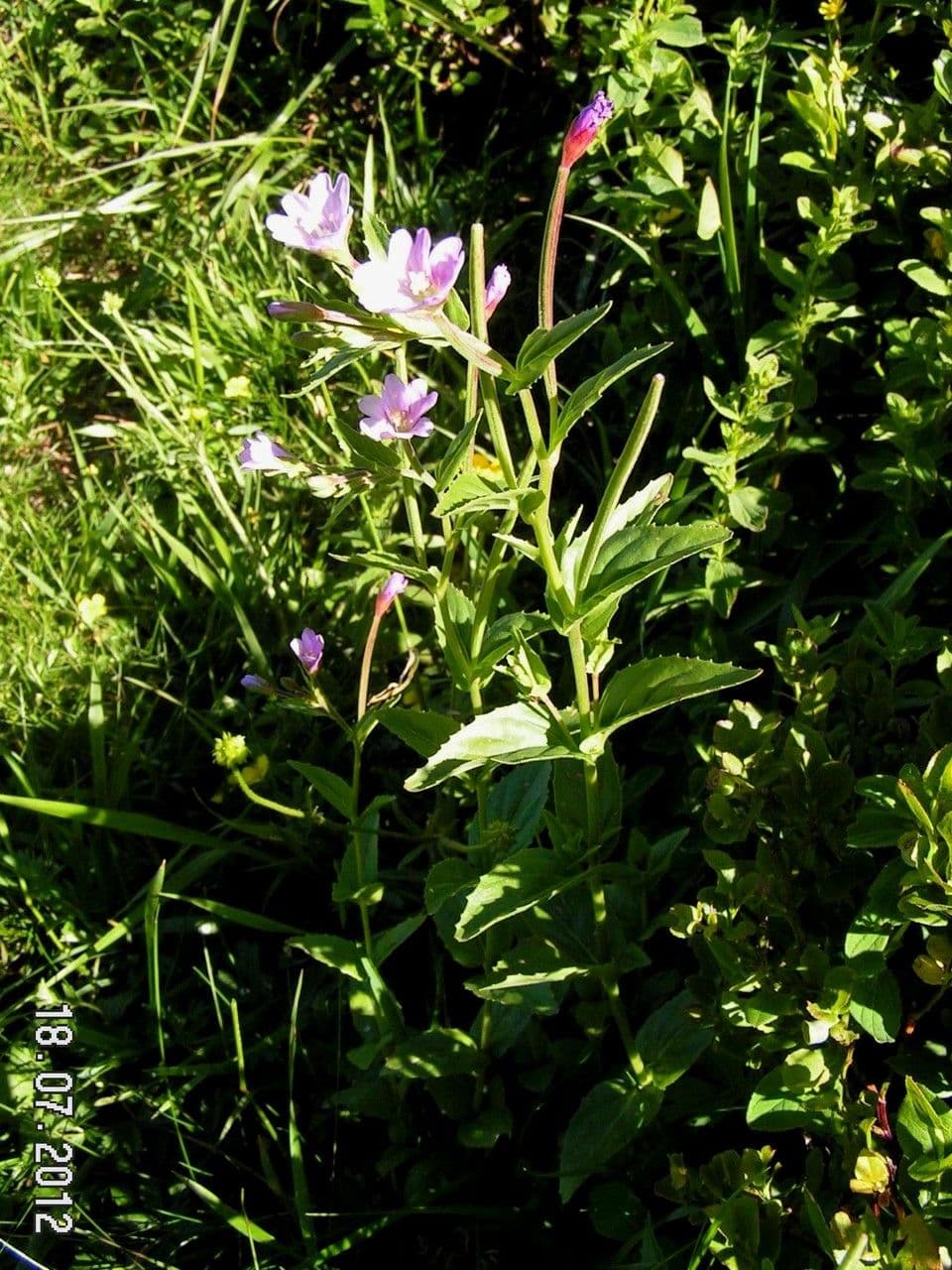 Epilobium 11