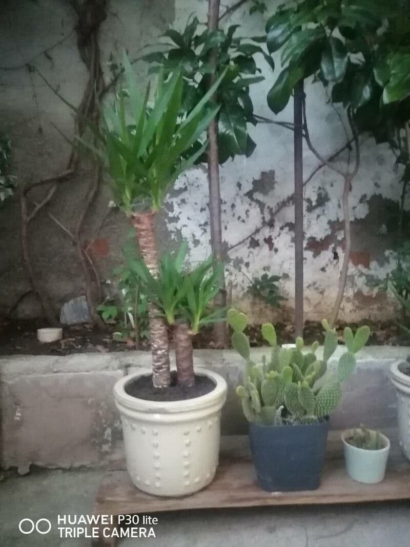 Yuca gigante 5