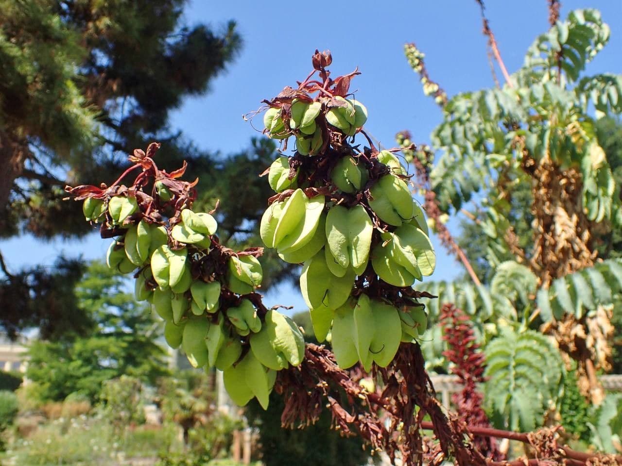 Melianthus maggiore 11