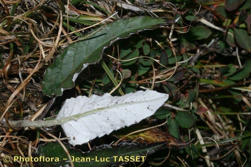 Saussurea discolor 22