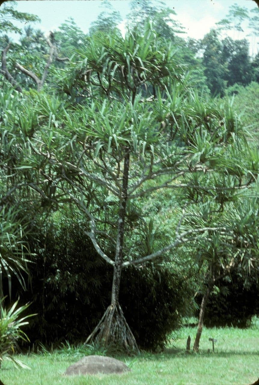 Pandano