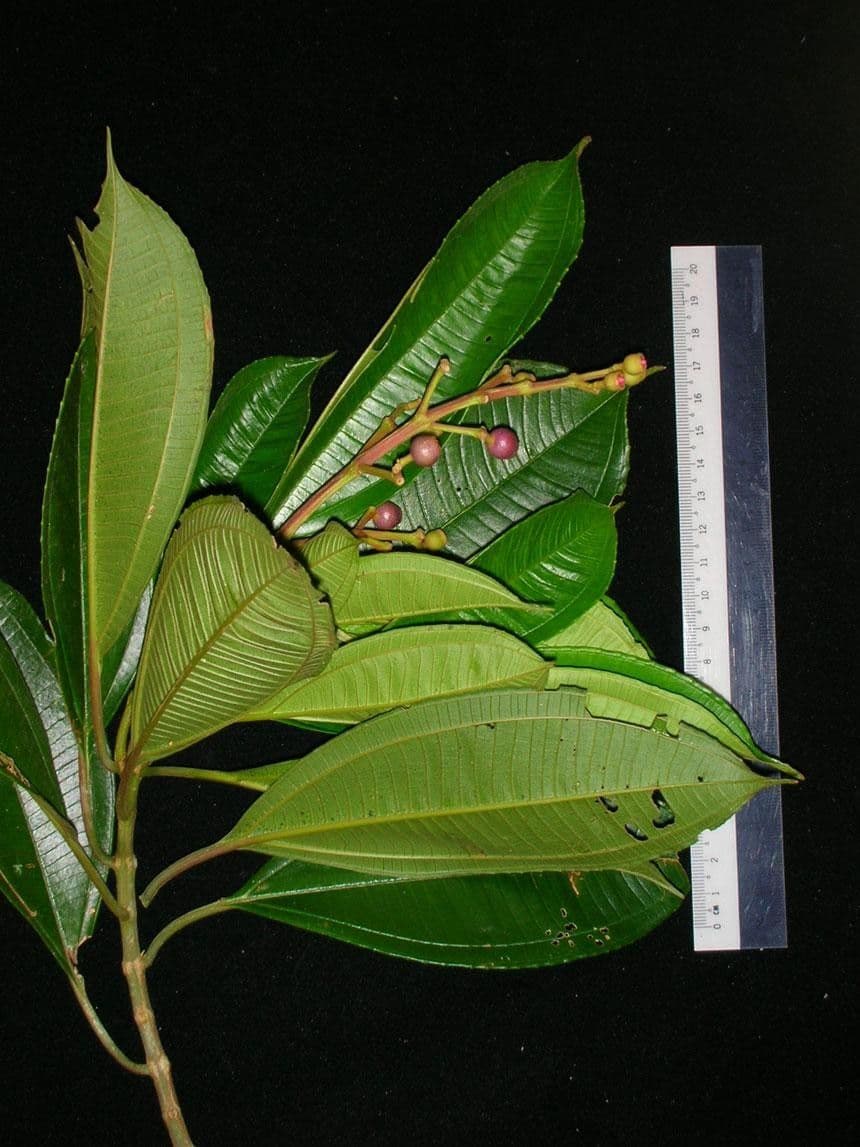 Conostegia luquillo 23