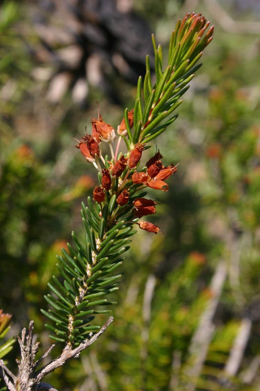 Erica multiflora 29