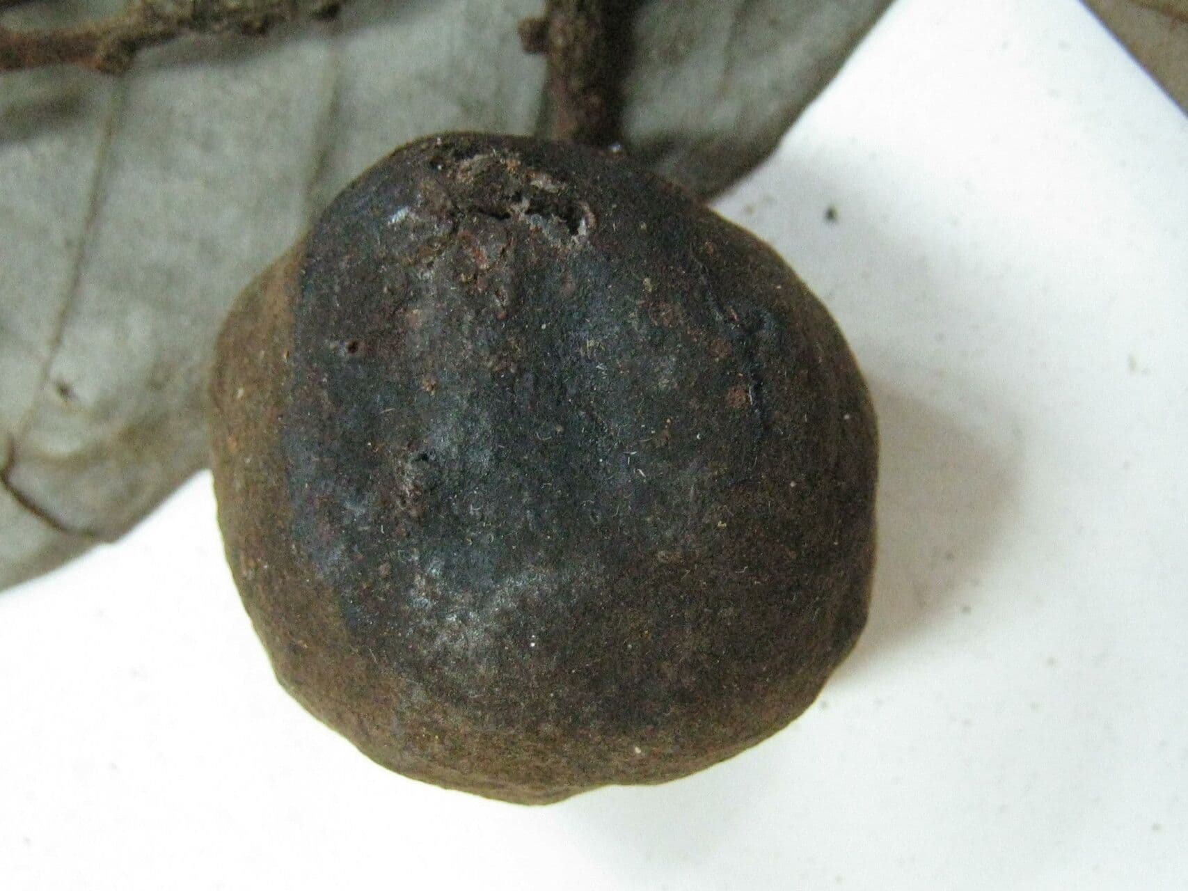 Ambotay 7