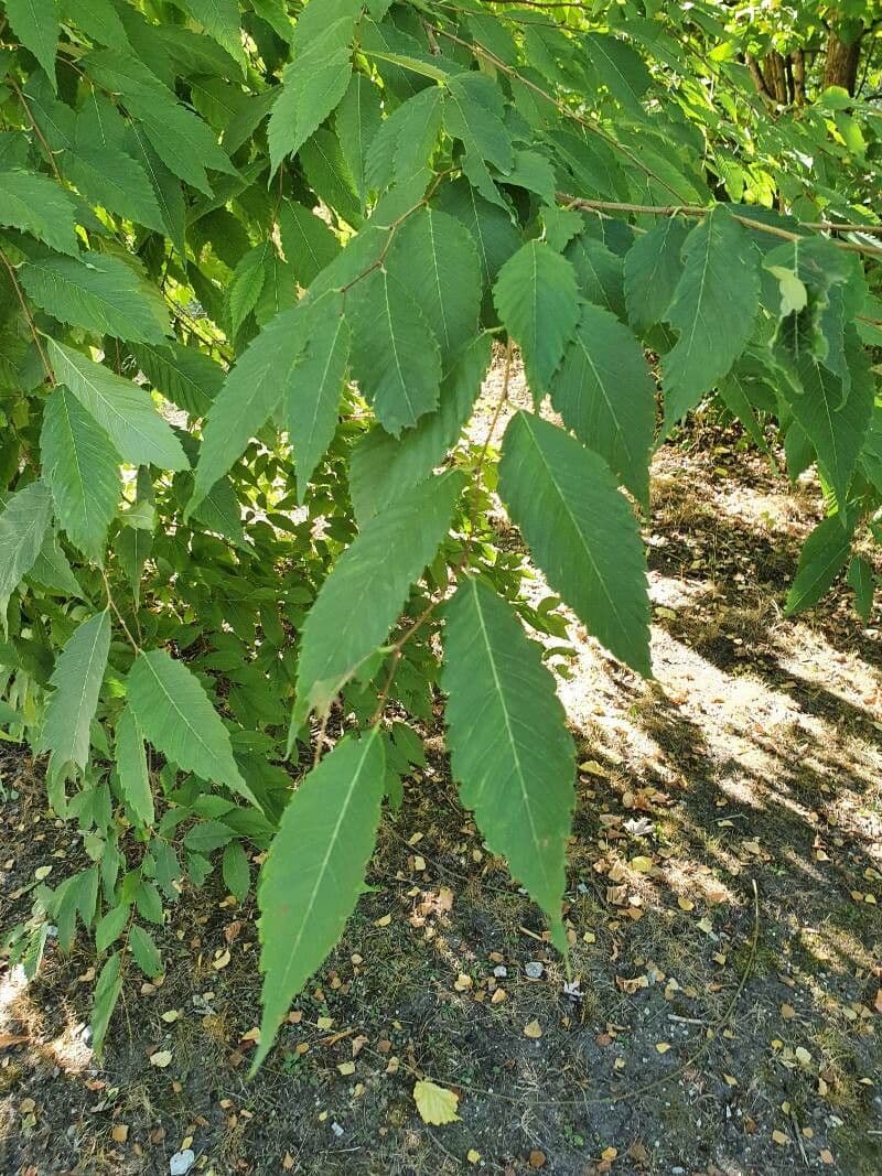 Zelkova 7