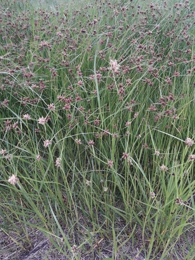 Schoenoplectus triqueter 16
