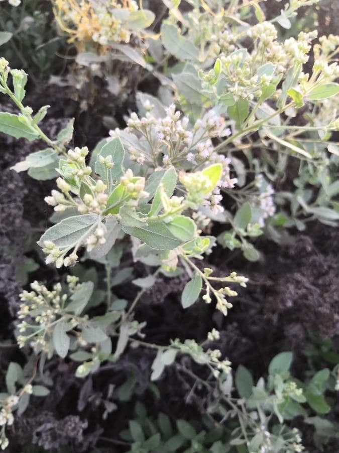 Pluchea indica 17