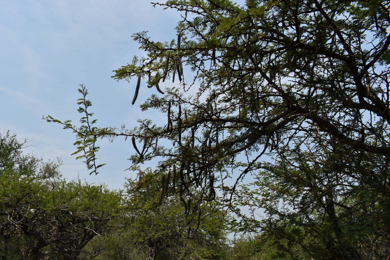 Vachellia