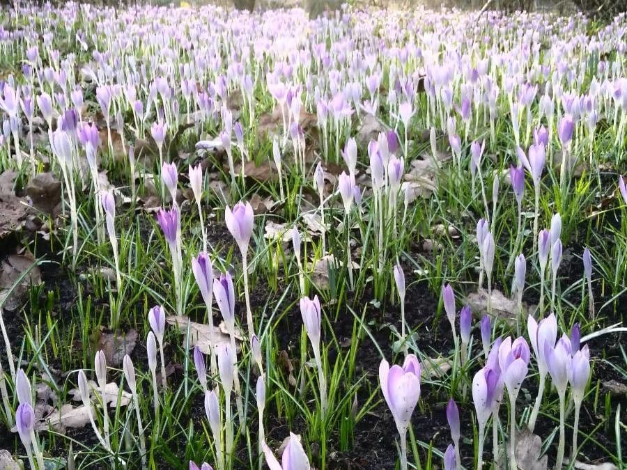 Frühlingskrokus 20