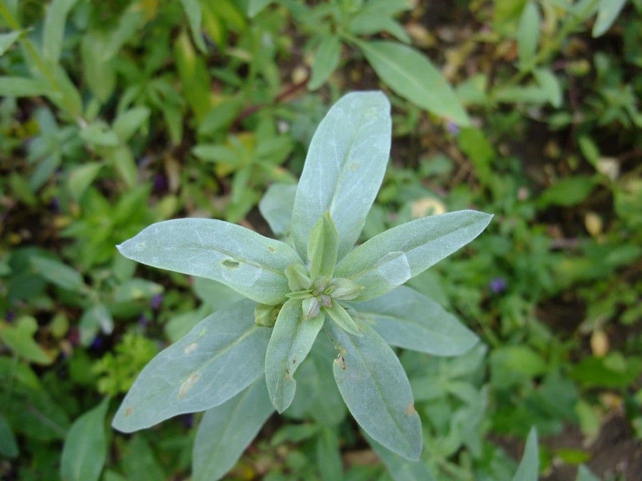 Clarkia amoena 17