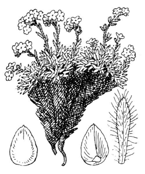 Eritrichium nanum 17