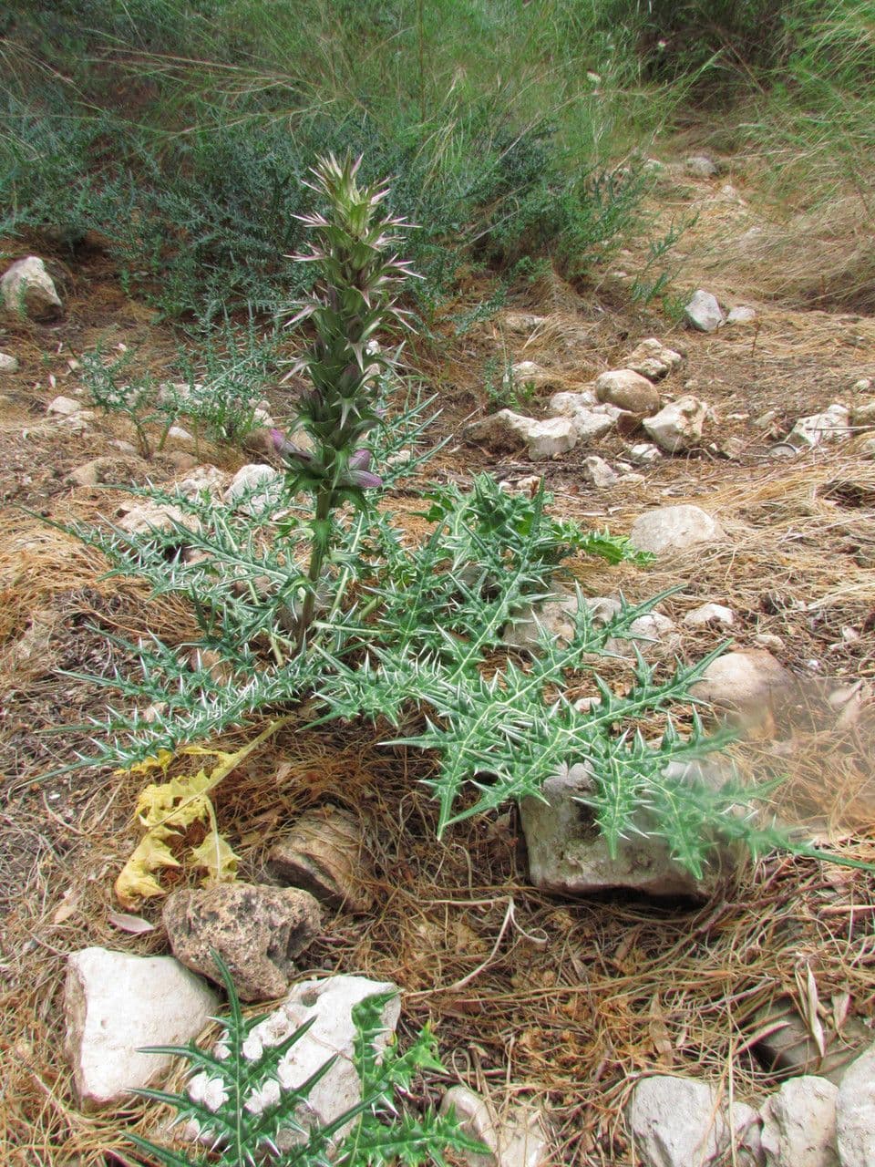 Acantho spinoso 30
