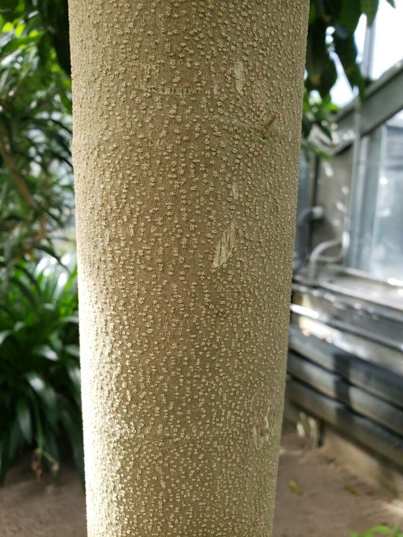 Quararibea funebris 15