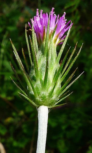 Distel 5