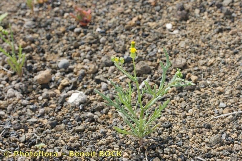 Senecio 6