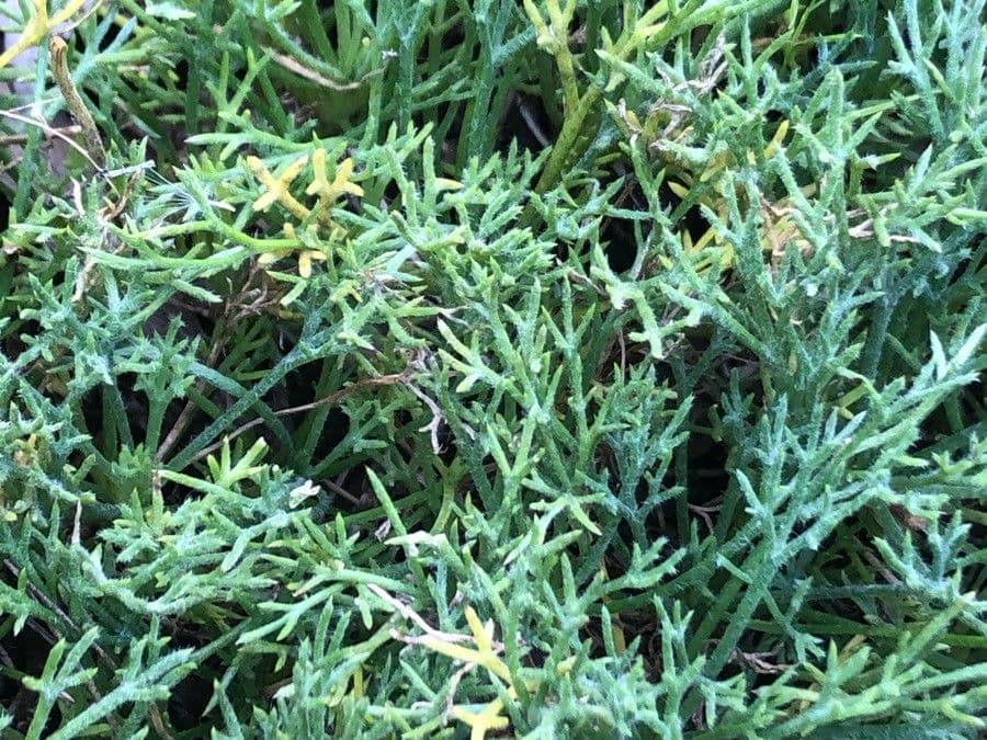 Rhodanthemum 3