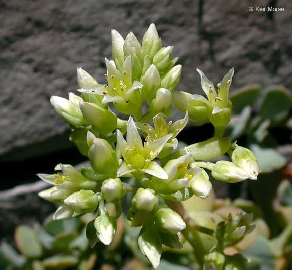 Sedum dell'Oregon 4