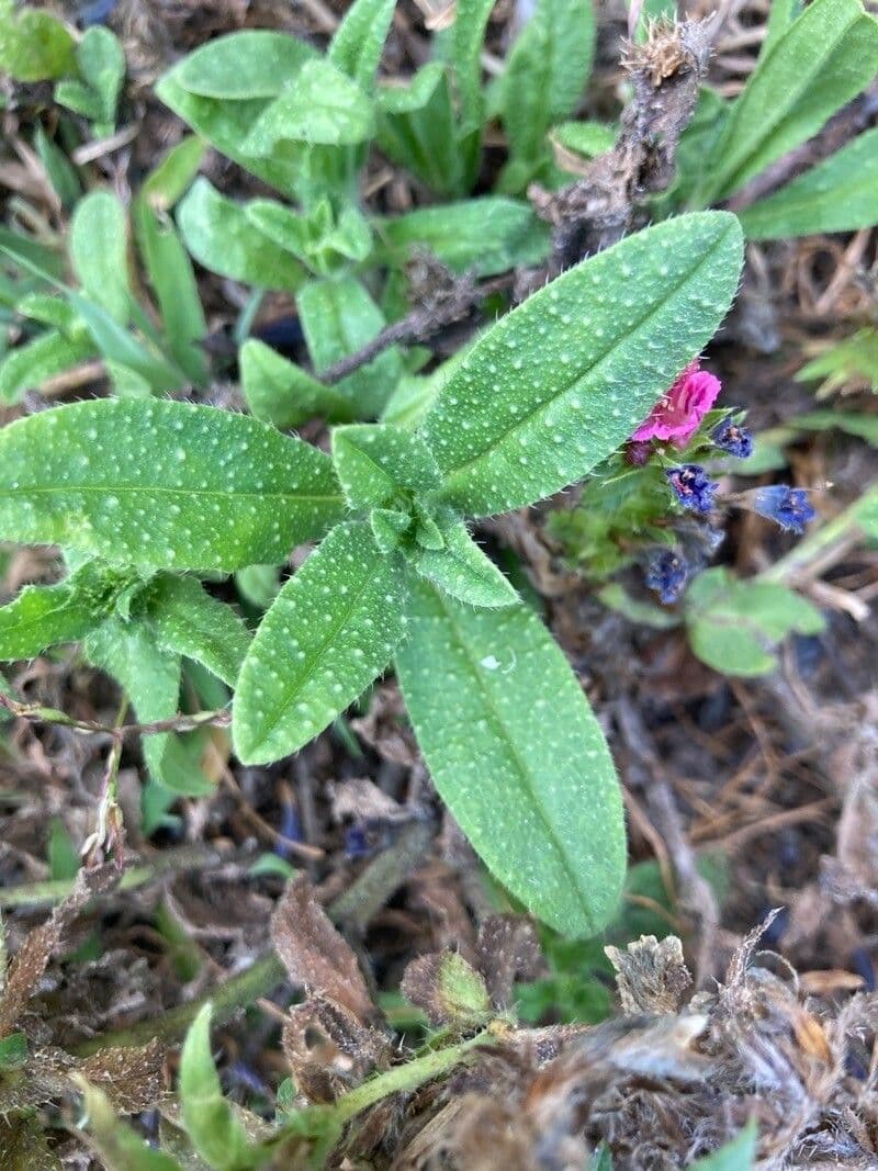 Echium rosulatum 13