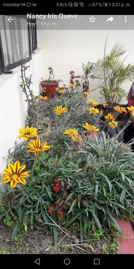 Gazania 27