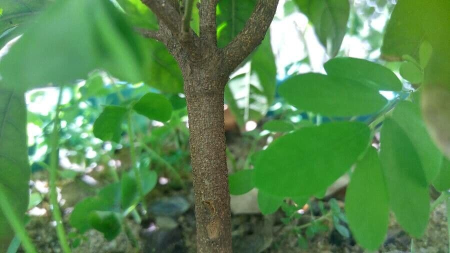 Synsepalum 24