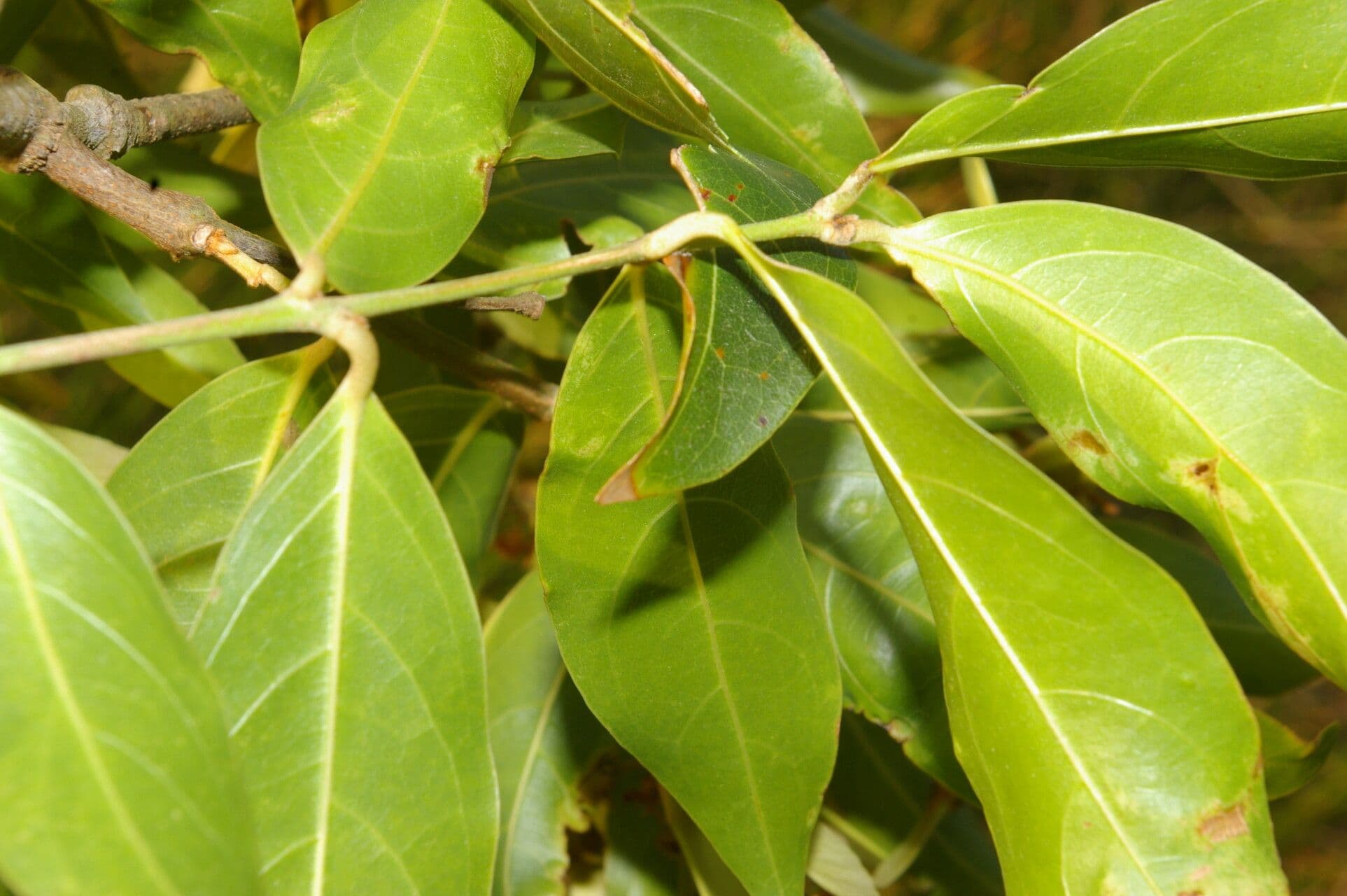 Heteropterys 8