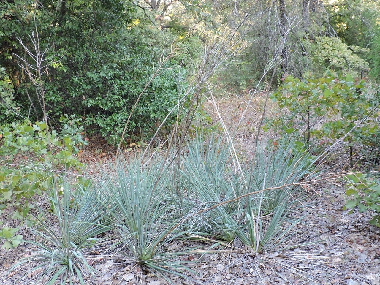 Brazos-Fluss-Yucca 8