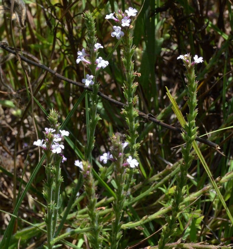 Verbena californiana 5