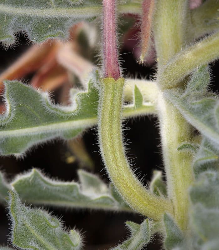 Enagra californiana 19