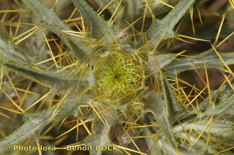 Picnomon acarna 24