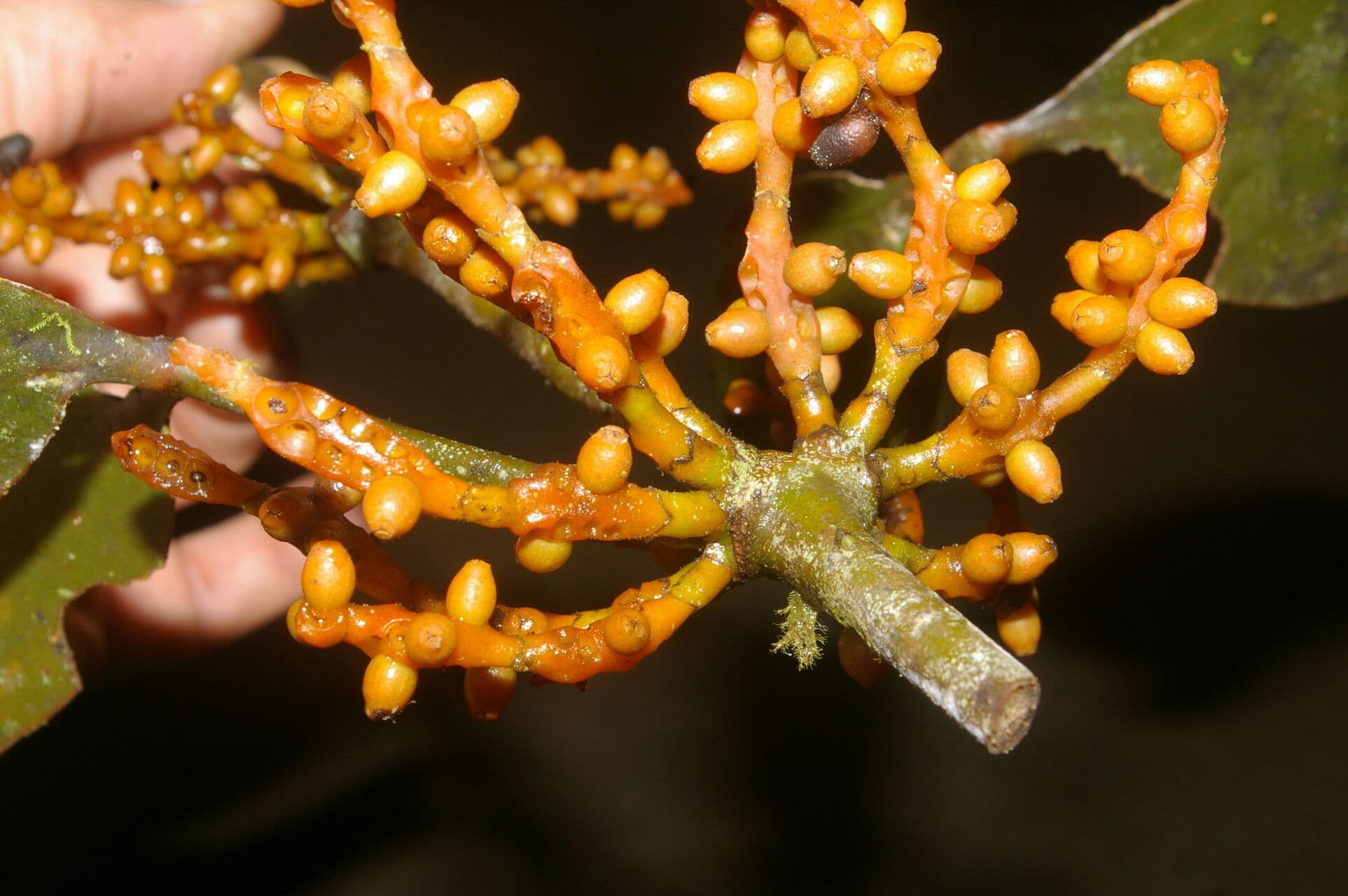 Phoradendron 3