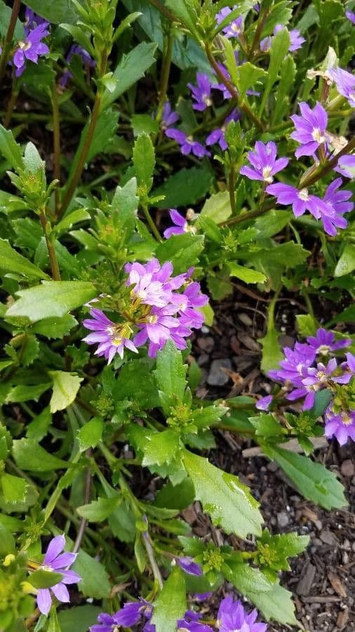 Verbena rigida 20