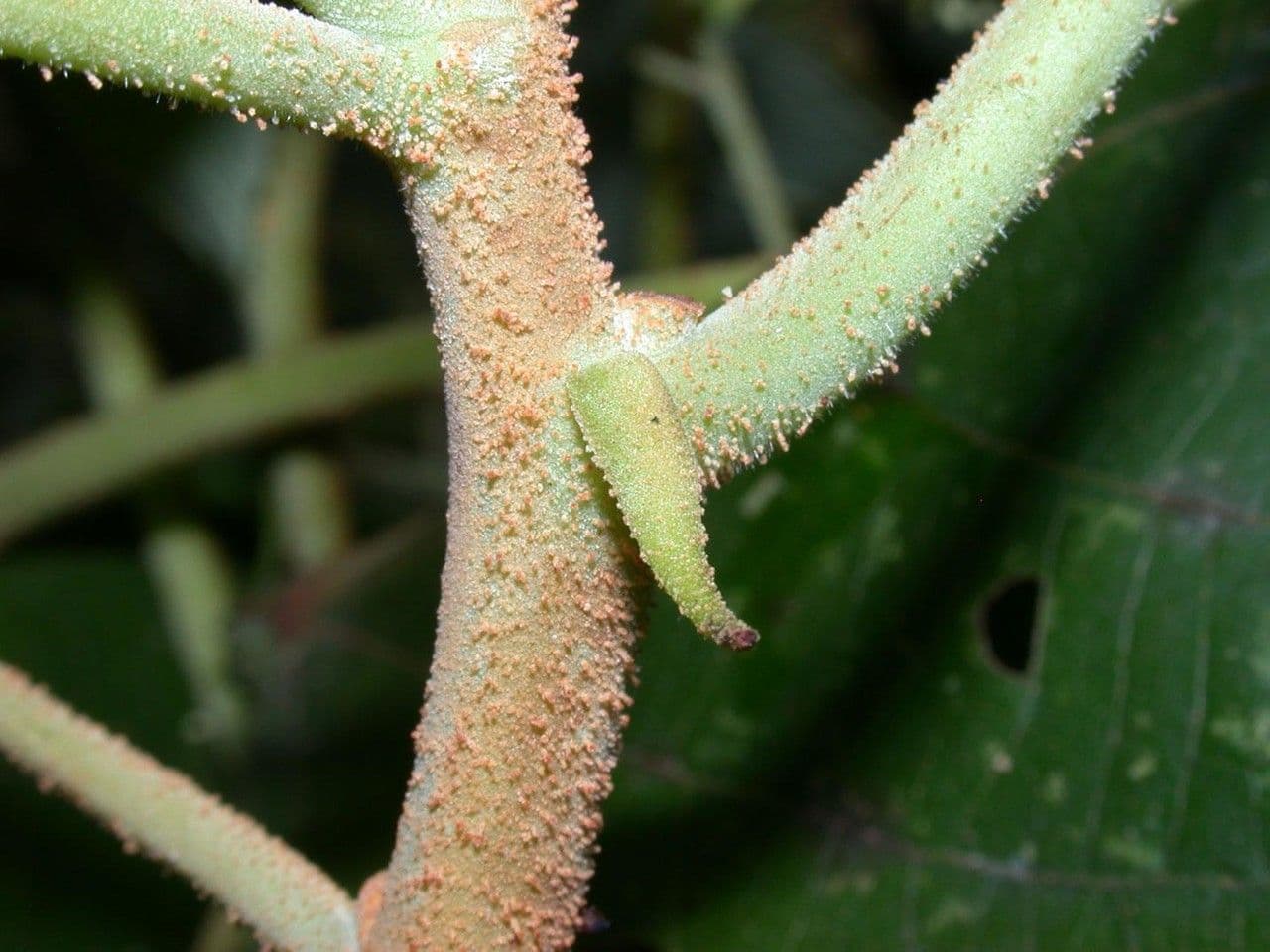 Heliocarpus 24