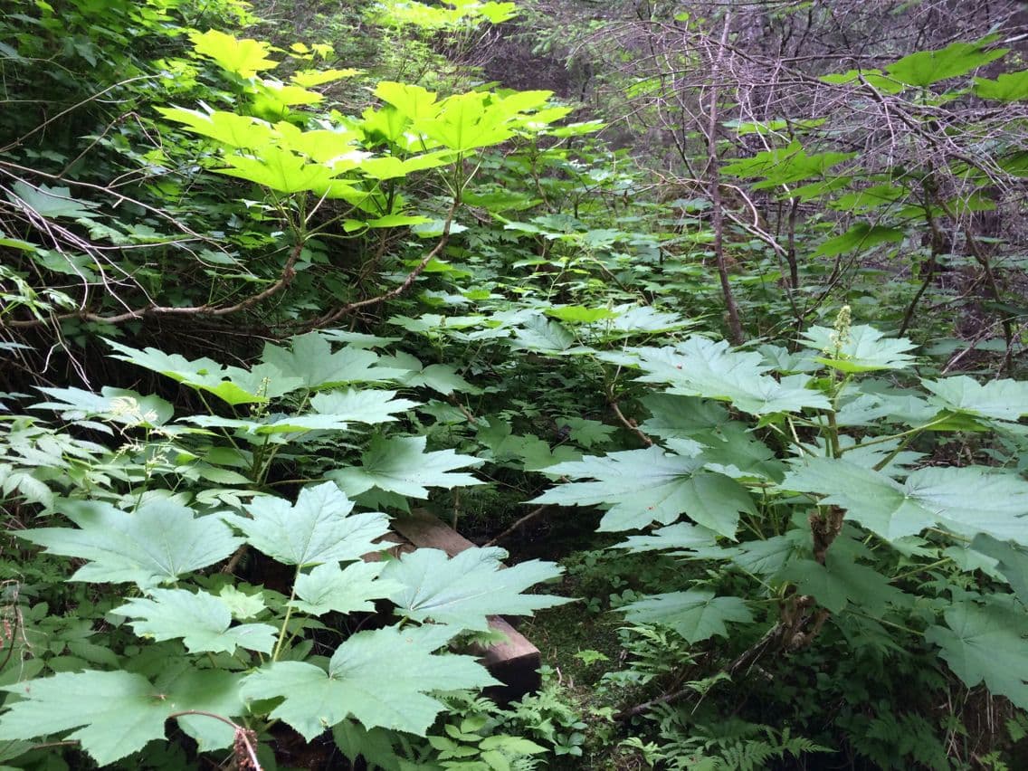 Oplopanax horridus 12